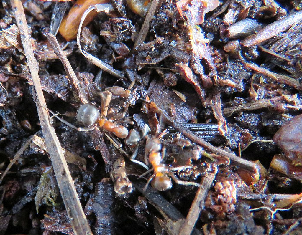 Southern Wood Ant 